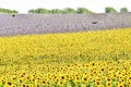 field of sunflowers, photo as a background