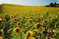 Field of sunflowers in Provence, France Royalty Free Stock Photo