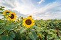 Field of sunflowers at Rhossili, Wales, GB UK
