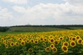 Field of sunflowers in Russia Royalty Free Stock Photo