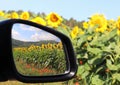 Field with sunflowers, seen on a rural road trip Royalty Free Stock Photo