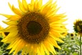 Field of sunflowers. Single flower of sunflower close-up. Summer, farming Royalty Free Stock Photo