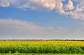 Field of sunflowers