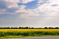 Field of sunflowers