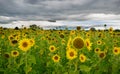Sunflower field in alsace in france