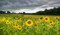 Sunflower field in alsace in france