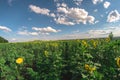 Field of sunflowers on a summer day, a fisheye landscape.