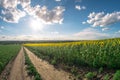 Field of sunflowers on a summer day, a fisheye landscape.