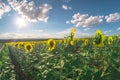 Field of sunflowers on a summer day, a fisheye landscape.