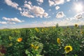 Field of sunflowers on a summer day, a fisheye landscape.