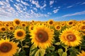 field of sunflowers on a summer day Sunflower Harvest in Full Bloom