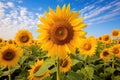 field of sunflowers on a summer day Sunflower Harvest in Full Bloom