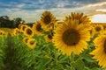 Field with sunflowers