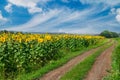 Field of sunflowers Royalty Free Stock Photo