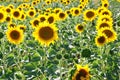 Field of sunflowers Royalty Free Stock Photo