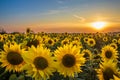 Field of sunflowers. Summer sunset landscape with golden yellow flowers Royalty Free Stock Photo