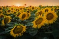 field of sunflowers by summertime sunset time, close up on flower Royalty Free Stock Photo