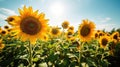 a field of sunflowers with the sun shining through the clouds