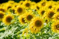 Field of sunflowers on a sunny summer day in Minnesota during late summer Royalty Free Stock Photo