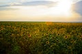 Field of Sunflowers at Sunset Royalty Free Stock Photo