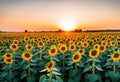 A field of sunflowers at sunset Royalty Free Stock Photo