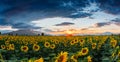 A field of sunflowers at sunset Royalty Free Stock Photo