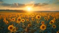 A field of sunflowers at sunset Royalty Free Stock Photo