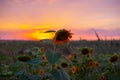 Field with sunflowers at sunset. Evening village landscape Royalty Free Stock Photo