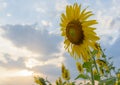 Field of sunflowers in sunset time Royalty Free Stock Photo