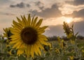Field of sunflowers in sunset time Royalty Free Stock Photo