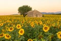 A field of sunflowers surround an old building in Provence, France Royalty Free Stock Photo