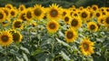 A field of sunflowers with tall thick stems and large vibrant flowers demonstrating the efficiency of biofuel yield from Royalty Free Stock Photo