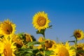 a field of sunflowers with their stems turned up Royalty Free Stock Photo