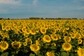 A field of sunflowers, Tuscany, Italy Royalty Free Stock Photo