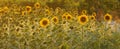 Field of sunflowers in Tuscany. Royalty Free Stock Photo