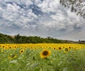 Field of Sunflowers in Tuscany in July Royalty Free Stock Photo