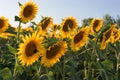 Field of sunflowers in Tuscany in summertime