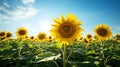 A field of sunflowers under a blue sky (AI Generated Royalty Free Stock Photo