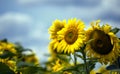 Field of sunflowers under a blue sky in the clouds. Royalty Free Stock Photo