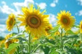 Field of Sunflowers Under Blue Sky Royalty Free Stock Photo