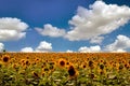 Field of sunflowers under blue sky Royalty Free Stock Photo