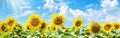 Field of Sunflowers Under Blue Sky Royalty Free Stock Photo