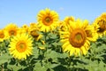 Field of sunflowers under clear blue sky and bright sun. Kirovograd region, Ukraine Royalty Free Stock Photo