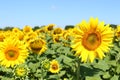 Field of sunflowers under clear blue sky and bright sun. Kirovograd region, Ukraine Royalty Free Stock Photo