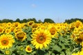 Field of sunflowers under clear blue sky and bright sun. Kirovograd region, Ukraine Royalty Free Stock Photo