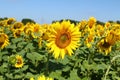 Field of sunflowers under clear blue sky and bright sun. Kirovograd region, Ukraine Royalty Free Stock Photo