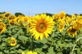 Field of sunflowers under clear blue sky and bright sun. Kirovograd region, Ukraine Royalty Free Stock Photo