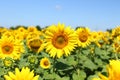 Field of sunflowers under clear blue sky and bright sun. Kirovograd region, Ukraine Royalty Free Stock Photo