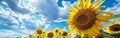 Field of Sunflowers Under Cloudy Blue Sky Royalty Free Stock Photo