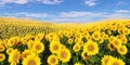 Field of sunflowers under a cloudy sky.